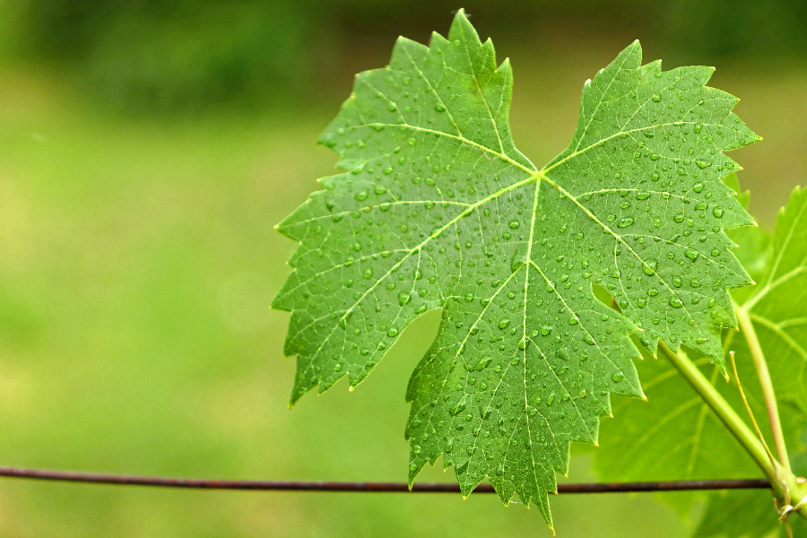Une feuille de vigne dans le jardin