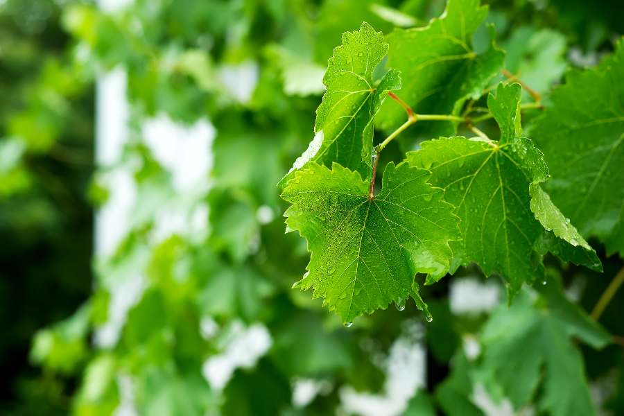 Des feuilles de vigne sur la clôture