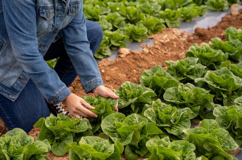 Un agriculteur récoltant des laitues bio