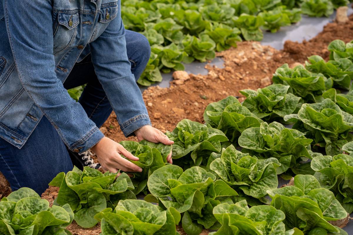 Un agriculteur récoltant des laitues bio