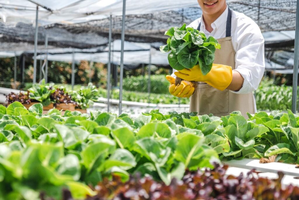 Un agriculteur récoltant des légumes dans un serre