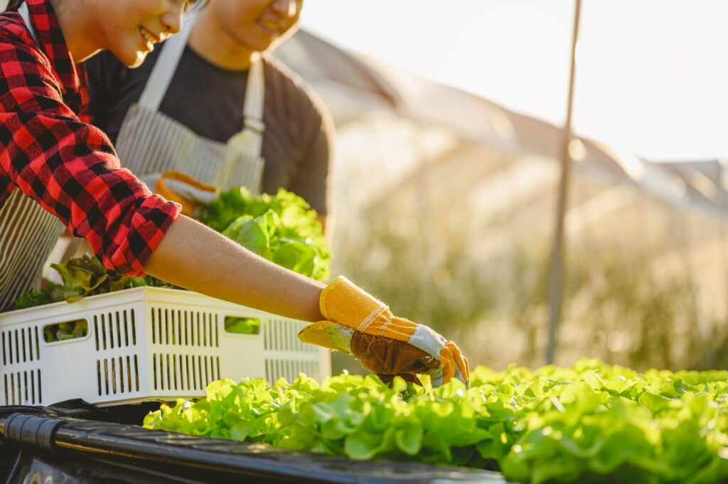 Deux personnes cultivant des salades
