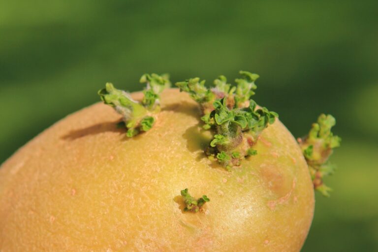 Une pomme de terre qui germe