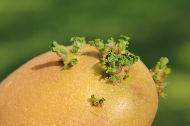 Une pomme de terre qui germe