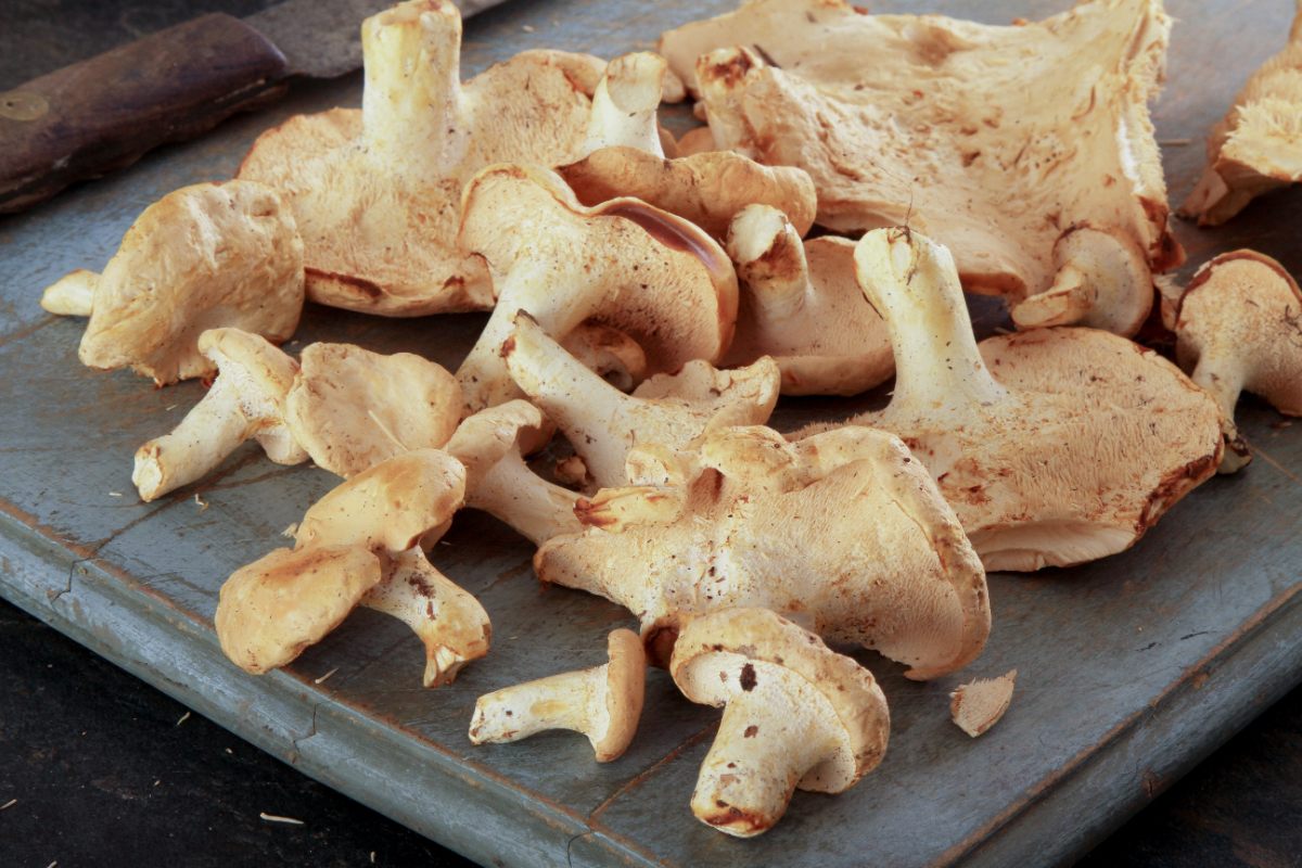 Un plateau avec des champignons