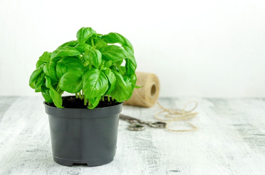 Basilic planté dans un pot