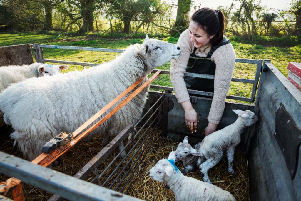 Une femme s'occupant des moutons