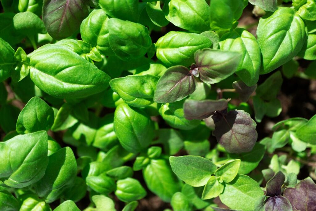 Des feuilles vertes d'une plante de basilic