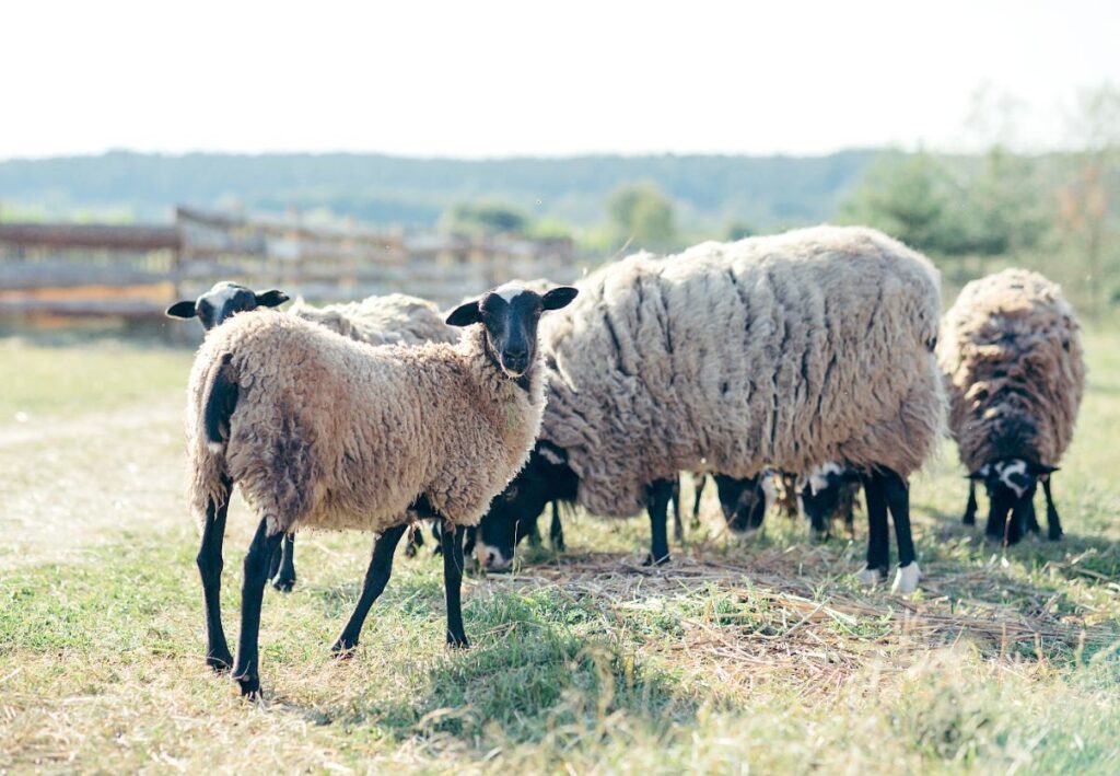 Des moutons élevés dans une ferme