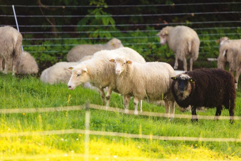 Des moutons au pâturage sur une prairie de montagne