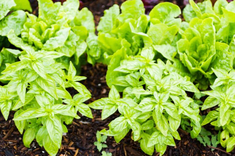 Des plantes de basilic dans le jardin