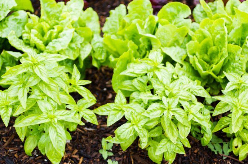 Des plantes de basilic dans le jardin